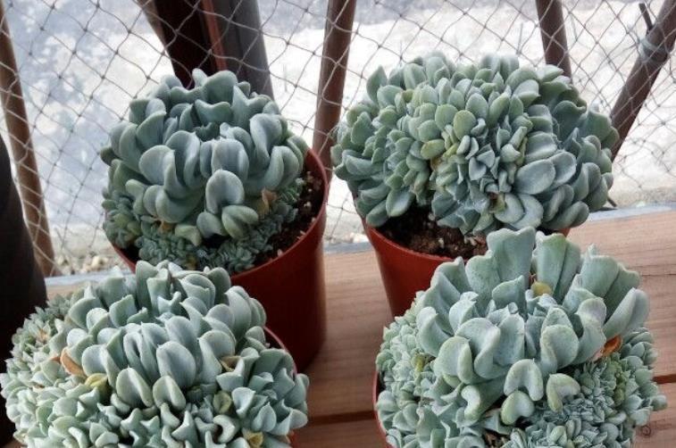 新人|推荐新人养多肉特玉莲,爆盆易,扦插育苗便利,长得有特色