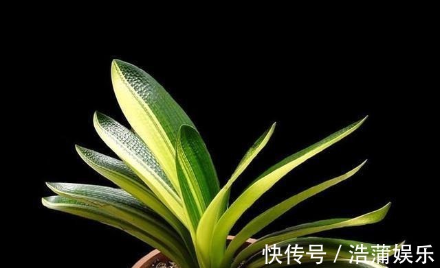 花盆|什么淘米水、柳树枝，都不如花盆撒把它，君子兰“打鸡血”猛开花