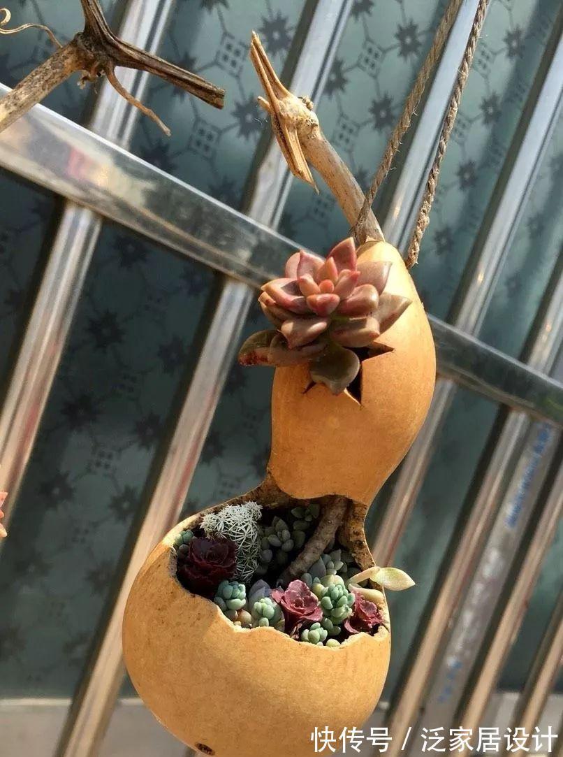 叶插|用葫芦种多肉，一养就是三年，邻居给钱都不卖