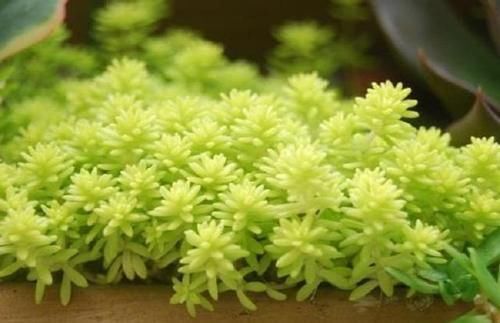 紫珍珠|听名字很贵的5种多肉,其实都是漂亮的大普货,养过的花友都说好