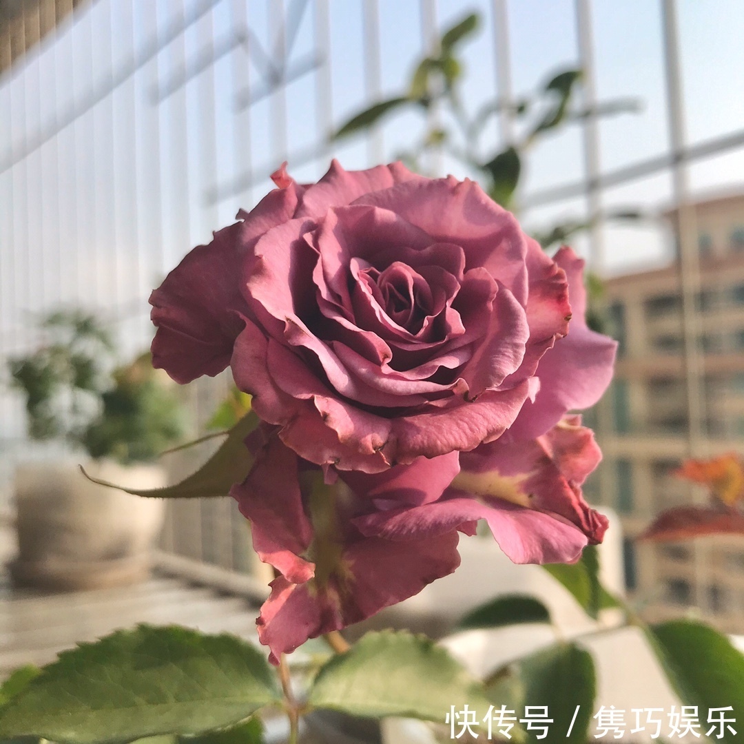 很冷门，但很好看的10款月季，与众不同最配你