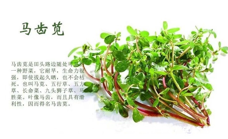 马齿苋|一味马齿苋,12种病症皆可治!痔漏、便血、各种顽疮、癣极痒等!