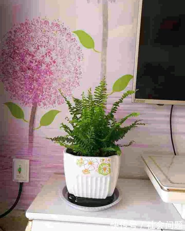 清新|卫生间异味大，放3种小盆栽，耐阴好养，空气清新