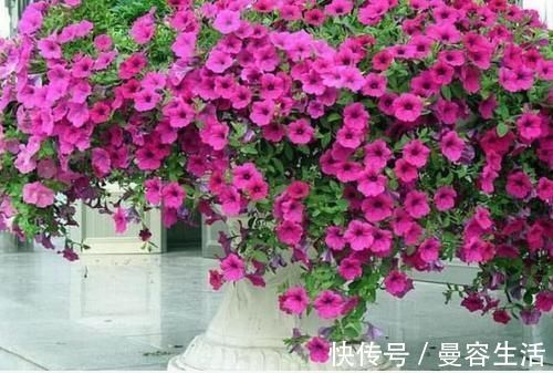 4种花高贵优雅,看了就让人沉醉,吉祥富贵,红红火火好运来