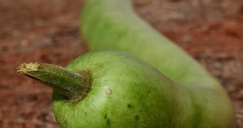 丝瓜|对身体最好的三种食物，坚持吃一些，补充营养，身体棒棒哒！