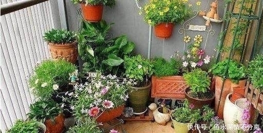  用来|这种渣子别扔掉了，发酵下用来养花，比花肥好