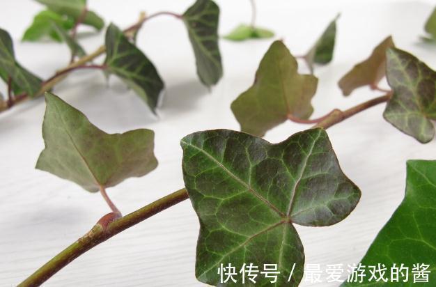 这7种绿植是空气净化小能手,很适合养在室内,美观又增氧