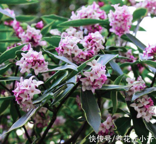 8种“短命花”,年前买,年后扔,只因好看忍不住,才会年年买