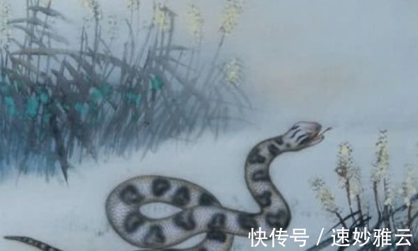 生肖|生肖蛇：后半年的福泽就靠它？改变这几点，运势自然来