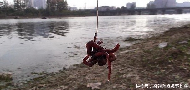 蚯蚓的挂钩方法不同，垂钓的效果有很大差别