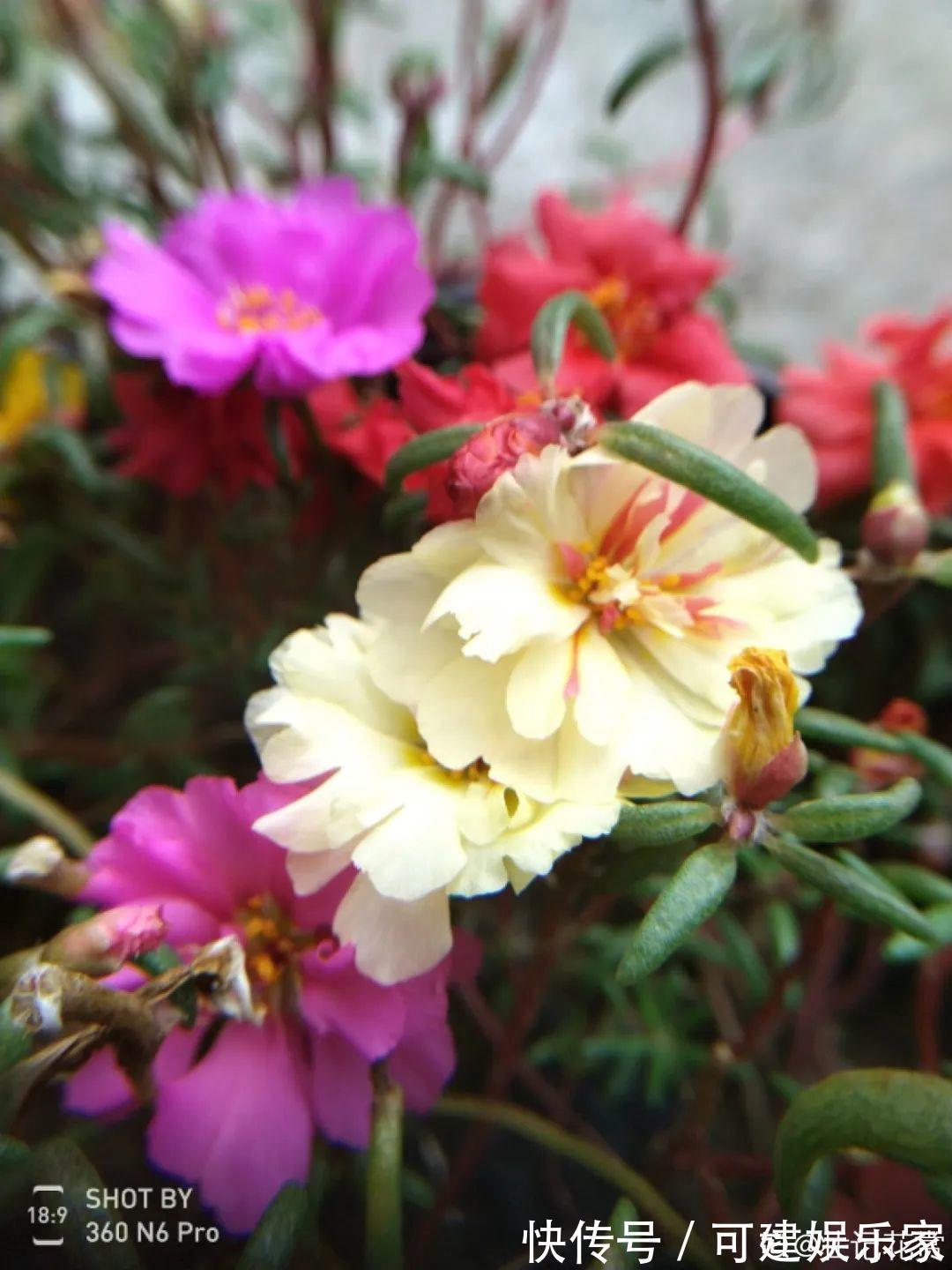 花花|“折腾不死”的10种花,咋养都爆盆,懒人最适合!