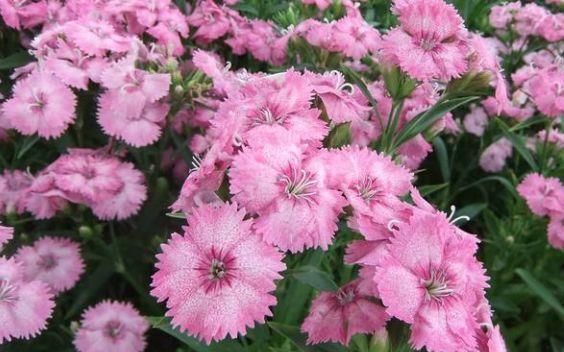 几款花卉好养易爆盆，长得快开花多，新手也能养出小花园