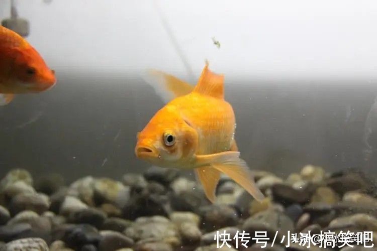 |第622期不温不火的笑话三则-不简单