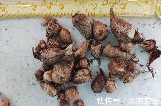 栽种|立秋之后,3种球根花卉可以种了,很好养各种花色无比美貌