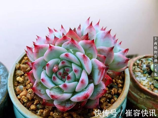 秋天来了，你的多肉们做好季节交替的准备了吗