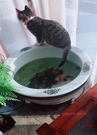 |搞笑GIF:这样的包饺机你没见过吧,包出来饺子非常匀称漂亮美观