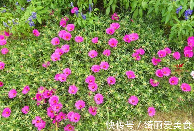 养花技巧:粗生粗养也能四季开花!少养1种都觉得亏了