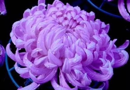 忘了翠菊!养盆“菊花贵族”,花大色艳胜牡丹,好养易活,开90天