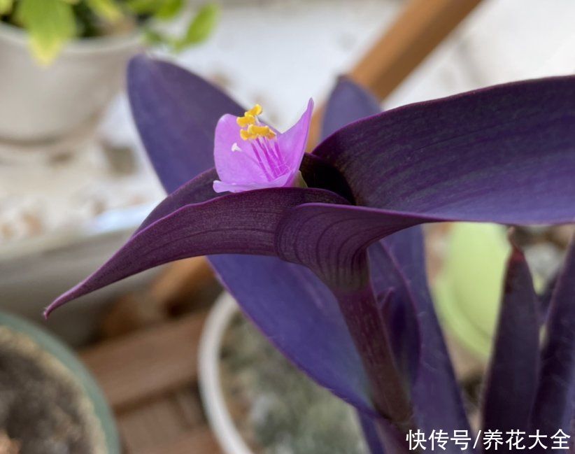 紫竹梅|叶子美过花，简单5个方面，轻松养好紫竹梅