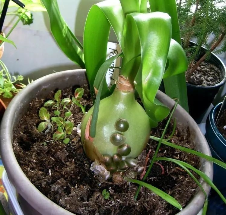 开花|6种漂亮花,都有“大肚子”,吸一次水一个月不浇,天热狂开花