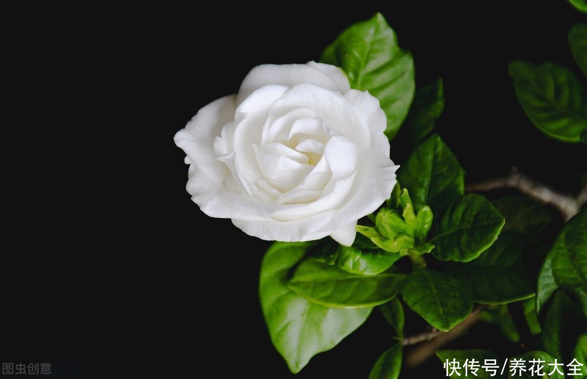 茉莉花|2种难养的花要注意，一不小心全挂掉，快来避坑