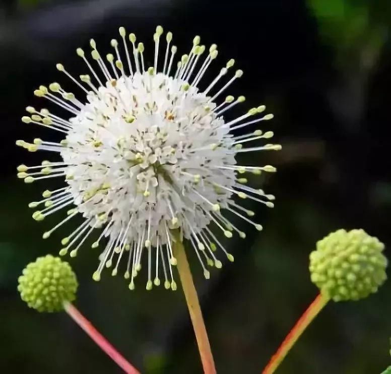 太太太漂亮了，绝对没有见过，发到群里，朋友们会爱死你的！