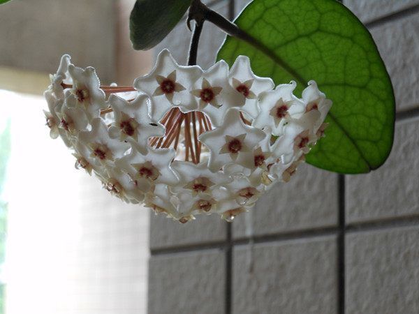 别再养绿萝吊兰了,此花美丽又芳香,扔进花盆就能活,四季有花赏