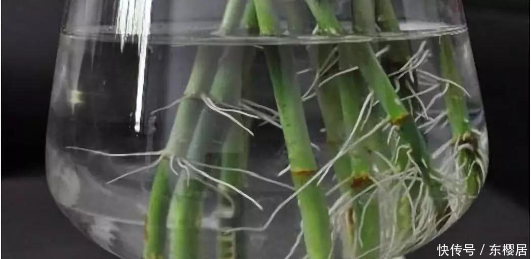 富贵竹、平安树叶子干枯发黄不用怕，教你几招轻松应对黄叶问题