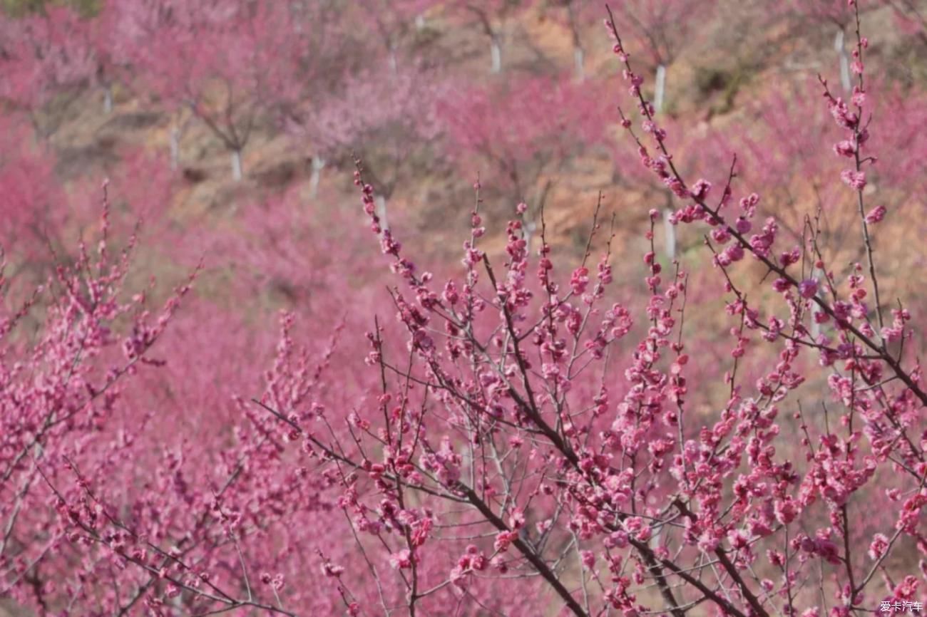 装备|宁国赏梅圣地自驾游