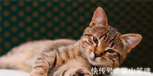 吴承恩@《西游记》中很多动物成精,唯独这1种从未出现,吴承恩不敢写