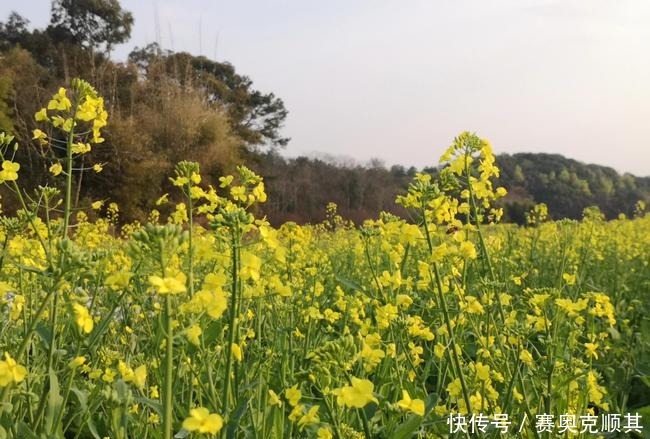 老年|初春的南方己是花花的世界了，春意盎然看美成啥样了？