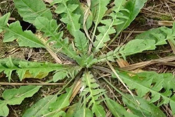 吸收率|农村人的天然钙片除了排毒消炎补钙，还有许多好处，吃到就是赚到