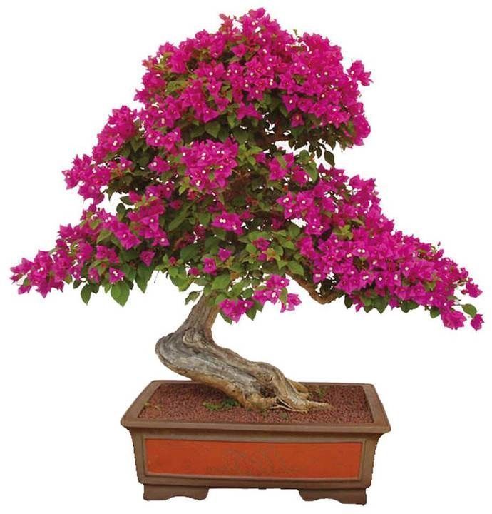 夏天养花就养它们,不怕热不怕晒,生长超好