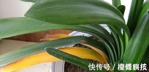 君子兰是多晒好,还是少晒好很多人弄反了,难怪黄叶不开花