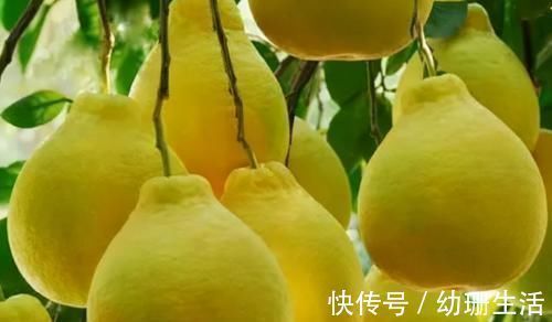 美容养颜|很有营养的3种食物,美容养颜、滋润皮肤,好吃又健康!