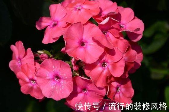 家养|从9月8日开始,家养此款花卉,花开大又艳,花朵迷人