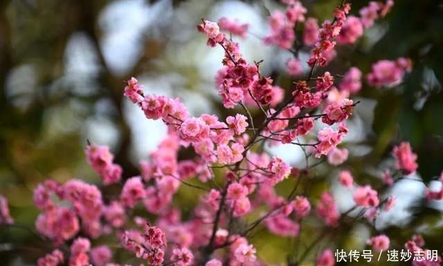 中年|满园春色关不住！绵竹的“花花世界”已美成这样