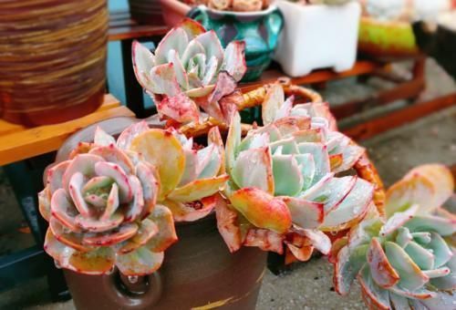 冬季给多肉补光的方式有哪些?建议露养为佳,无条件露养则使用补光灯