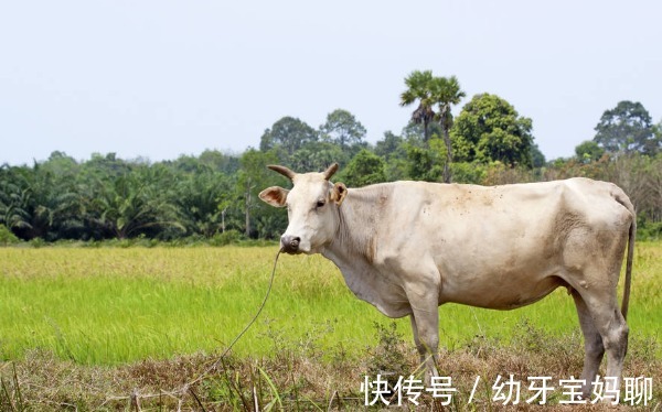 天作良缘爱似鸳鸯|属牛人和3个生肖配对，是天作良缘爱似鸳鸯，婚姻注定幸福美满