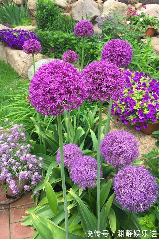 花径|花径最大的球根花卉，花期长，花色艳丽，漂亮又好养，养花就选它