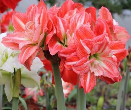 4种花超美的，开花繁盛美不胜收，花香飘满屋