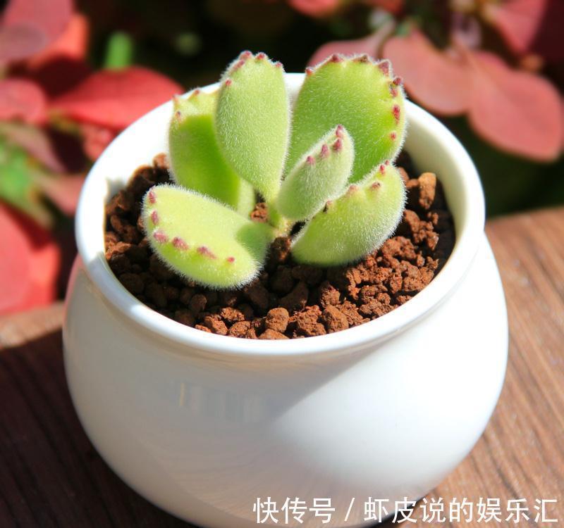 想让多肉健康又漂亮,这8招养成秘籍你千万不能错过