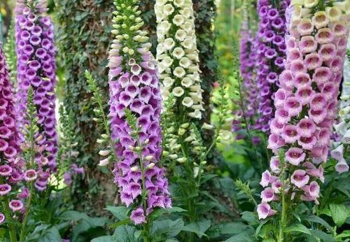 紫藤|有个院子别光养月季花,种上3种懒人花,皮实好养开花久