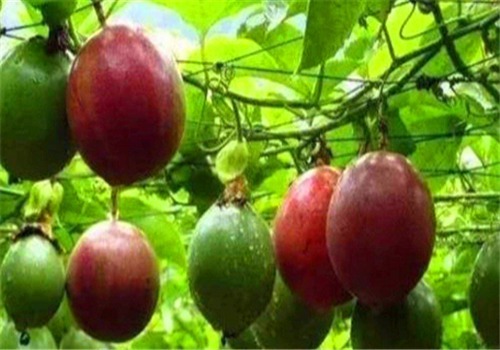 女性|女性到了中年 多吃4种食物,美容护肤,延缓衰老,养护肠胃