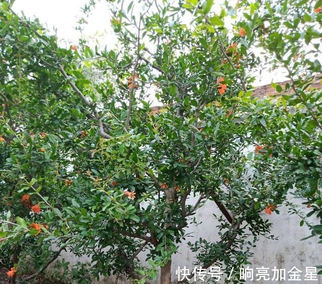 院子里有空地种上这“三种树”，不仅美化环境，寓意美好旺家！