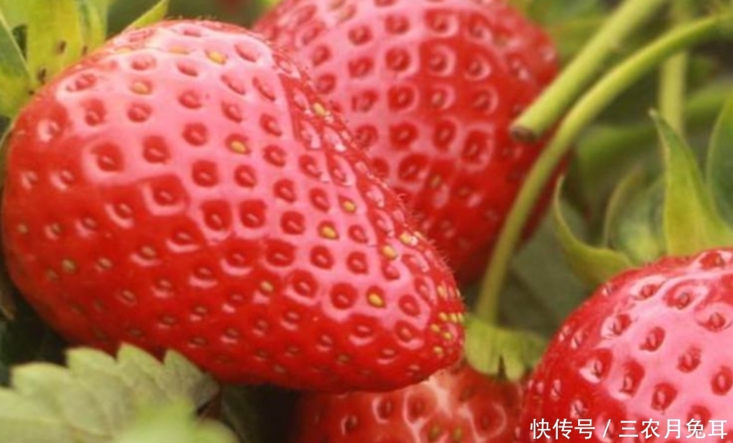 美味|草莓润肺健脾又美味,五个问题要重视,种植优质水果