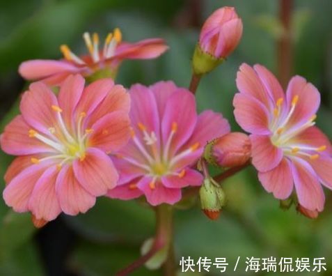 人参榕|喜欢玫瑰,就养盆珍稀品种“女人香气”,丰腴婀娜,娇嫩柔和!