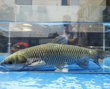 营养物质|冬天吃鱼,专挑4种鱼,应季而食营养高味道好,买的都是聪明人!