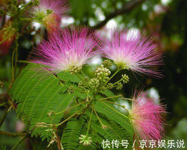 此花所代表的是言归于好,还是可以安神的花,就像是绒毛一样