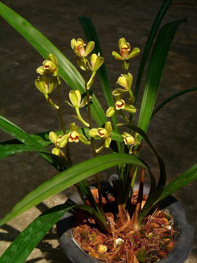 适合新手养的兰花，价格便宜，好养易成活，夏季也开花，花香四溢